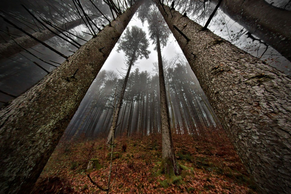 2. Platz Harald Unglert